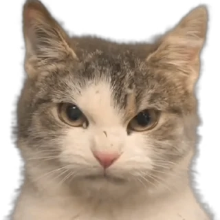 Video sticker 😡 𝙅𝙖𝙘𝙦𝙪𝙞𝙚