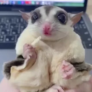 Video sticker 😊 Больше стиков тут: @stikery4