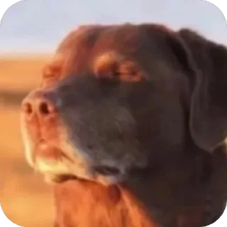 Telegram sticker 🫥 @thoughtaboutkillingyou