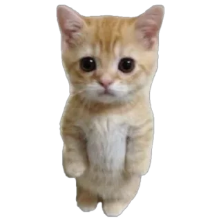 Video sticker 🫥 stickers from tiktok by jayden