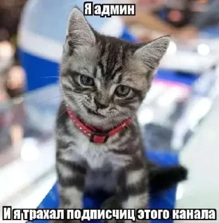 Video sticker ⭐️ Больше стиков тут: @stikery4