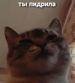 Video sticker ⭐️ Больше стиков тут: @stikery4