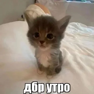 Sticker ⭐️ Больше стиков тут: @stikery4