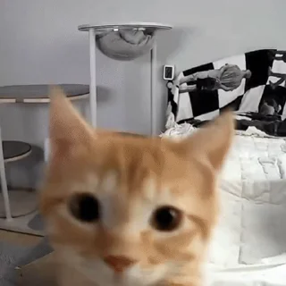 Video sticker 🔹 @stickerkar    @taghvim_sal @stickerkar_bot