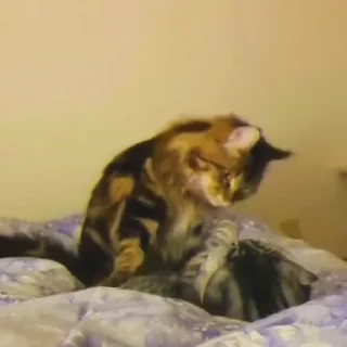 Video sticker 🔹 @stickerkar    @taghvim_sal @stickerkar_bot