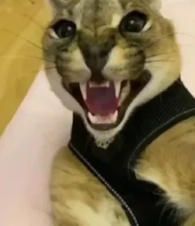 Телеграм стикер 🤬 Шлёпа :: @fStikBot