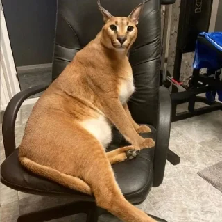 Телеграм стикер 😐 Шлёпа :: @fStikBot