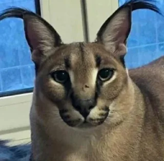 Телеграм стикер 😑 Шлёпа :: @fStikBot