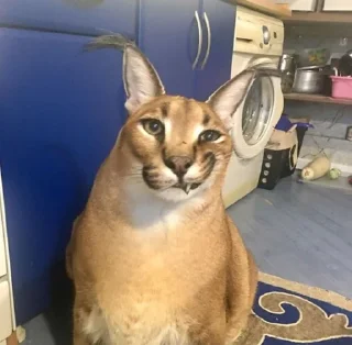 Video sticker 🙃 Шлёпа :: @fStikBot