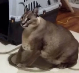 Телеграм стикер 🙄 Шлёпа :: @fStikBot