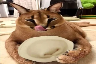 Video sticker 🥟 Шлёпа :: @fStikBot