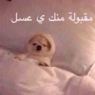 Video sticker 🙂 @HANI_911k