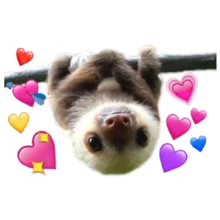 Video sticker 🦥 Gatinhos do Zap
