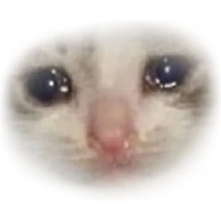 Telegram stiker 😥 Gatinhos do Zap