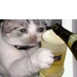 Telegram stiker 🍺 Gatinhos do Zap