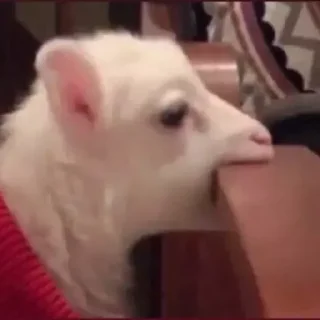 Telegram stiker 🐐 Gatinhos do Zap