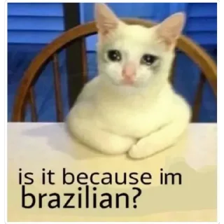 Telegram stiker 🇧🇷 Gatinhos do Zap