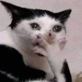 Телеграм стикер 🥹 дэн «ты чё курил» солус