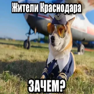 Telegram sticker 🌟 дичь 3 пизпа тупая :: @fStikBot