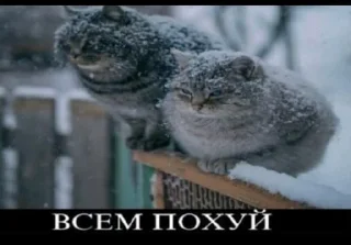 Telegram sticker 🌟 дичь 3 пизпа тупая :: @fStikBot