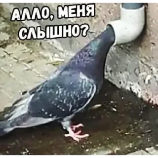 Video sticker 📲 CarsHuyars