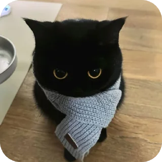 Телеграм стикер 🌟 котеке блинб