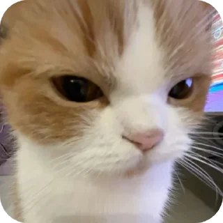 Телеграм стикер 🌟 котеке блинб