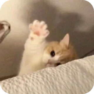 Sticker 🌟 котеке блинб