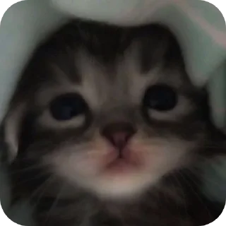 Телеграм стикер 🌟 котеке блинб