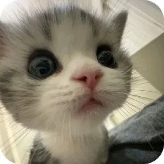 Телеграм стикер 🌟 котеке блинб