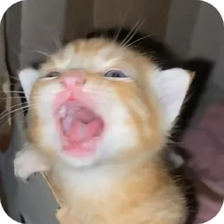 Video sticker 🌟 котеке блинб