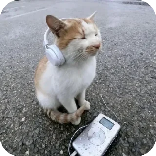 Телеграм стикер 🌟 котеке блинб