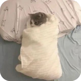 Video sticker 🌟 котеке блинб