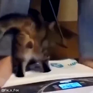 Video sticker 🤗 Memes :: @fStikBot