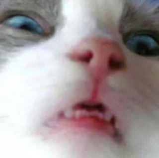 Sticker 😦 Retarded people's stickers