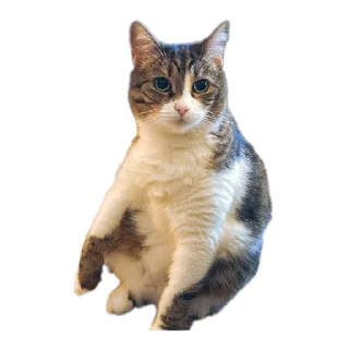 Telegram sticker 🫥 @manteqiye's fav