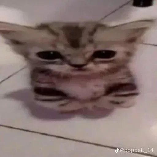 Telegram stiker ❗ قزوله 💒