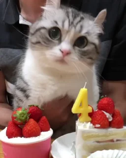 Video sticker ❤️ стикеры с котиками @hentstick