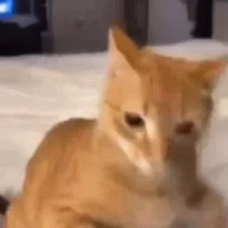 Video sticker 😡 стикеры с котиками @hentstick