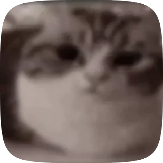 Video sticker 🤯 Сттикрс :: @fStikBot