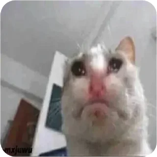 Telegram sticker 🦄 QaherZone @S7_5BOT