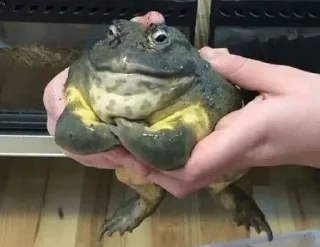 Telegram stiker 🗿 kato0909 pack 1