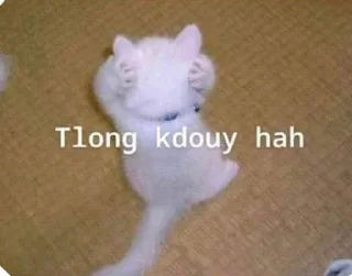 Telegram sticker 🙉 Cat Kdouy Stickers
