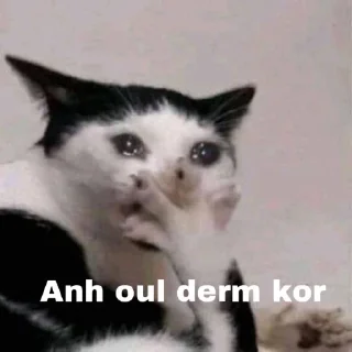 Video sticker 😵‍💫 Cat Kdouy Stickers
