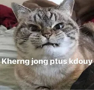 Telegram sticker 😡 Cat Kdouy Stickers
