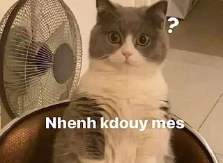 Video sticker 😒 Cat Kdouy Stickers