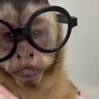 Video sticker 🌟 Creator @iarrival