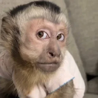 Telegram sticker 🌟 ⛔️ НЕ ЖМИ 👉🏻 @monkey_stan