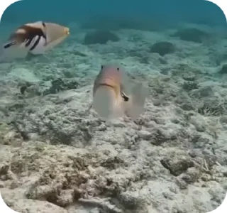 Video sticker 🐠 Больше стиков тут: @stikery4