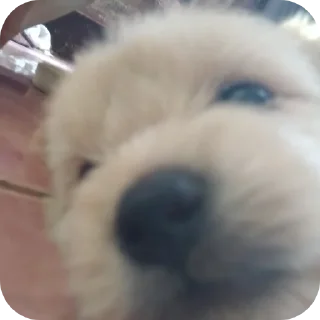 Telegram sticker 🐶 Rics epics @Ricoevo_VI (free to use)